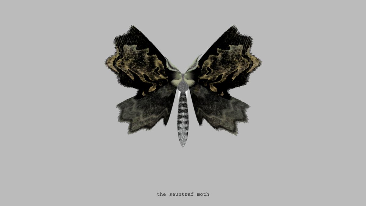 moth generator tweet media