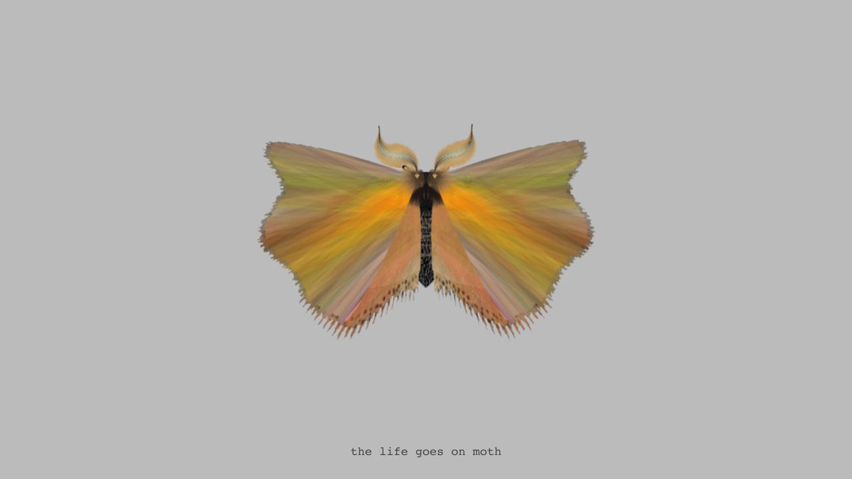 moth generator tweet media