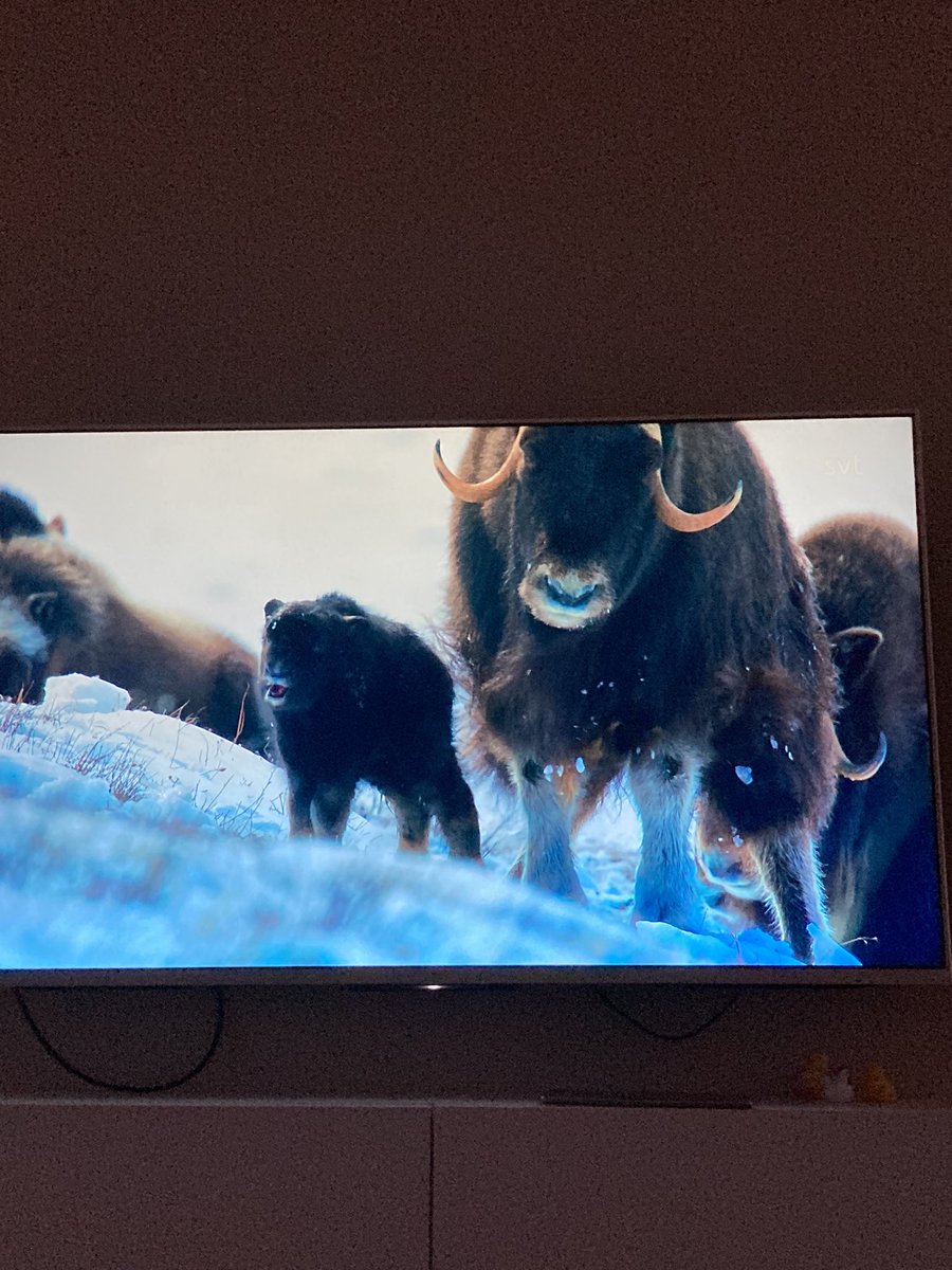 Bella: Är det en mammut? 
Sonen 8 år : ……