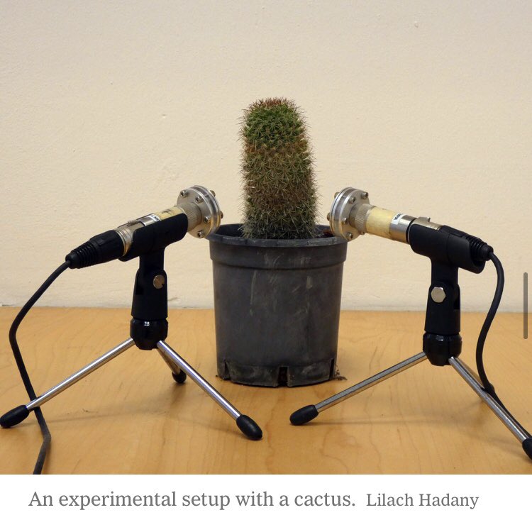 Wow even cactus getting into podcasts now 🎤🌵