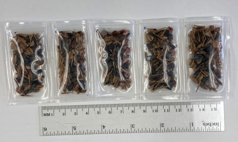 🌕🌳Moon Tree seeds have landed on Earth 🌲🚀

Learn how Forest Service scientists are investigating the ways space travel may have affected these seeds, and what the future holds for this generation of Moon Trees: fs.usda.gov/features/new-g…
