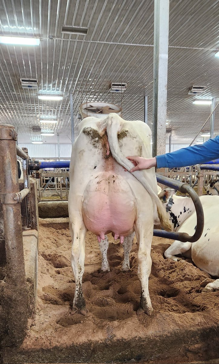 Luke Bokma (@luke_bokma) on Twitter photo Bokma Lambda Scorch classified today, an 86 point 2 YR old! 55L average, 118 days in milk. What a cow and what a great day #scoringtheherd with <a href="/HolsteinCanada/">Holstein Canada</a> at #BFL! Bokma Lambda Scorch classified today, an 86 point 2 YR old! 55L average, 118 days in milk. What a cow and what a great day #scoringtheherd with <a href="/HolsteinCanada/">Holstein Canada</a> at #BFL!