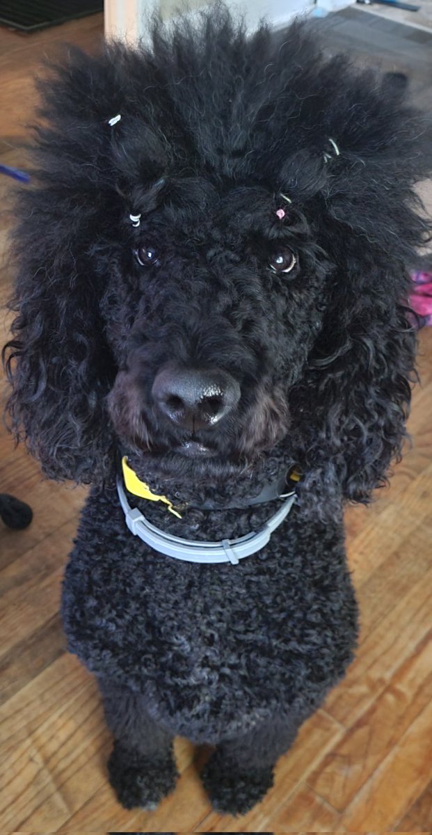 matterofthyme's tweet photo. @aimseytwo #aimseylook this is Shiro, my multipurpose service dog. He's a Standard poodle and has many looks.  He's almost 5 and his favorite snack is paper towels (nothing medically wrong there He's just.....funky) he also smells like plums because of his fancy shampoo https://t.co/47ujnxBuWA