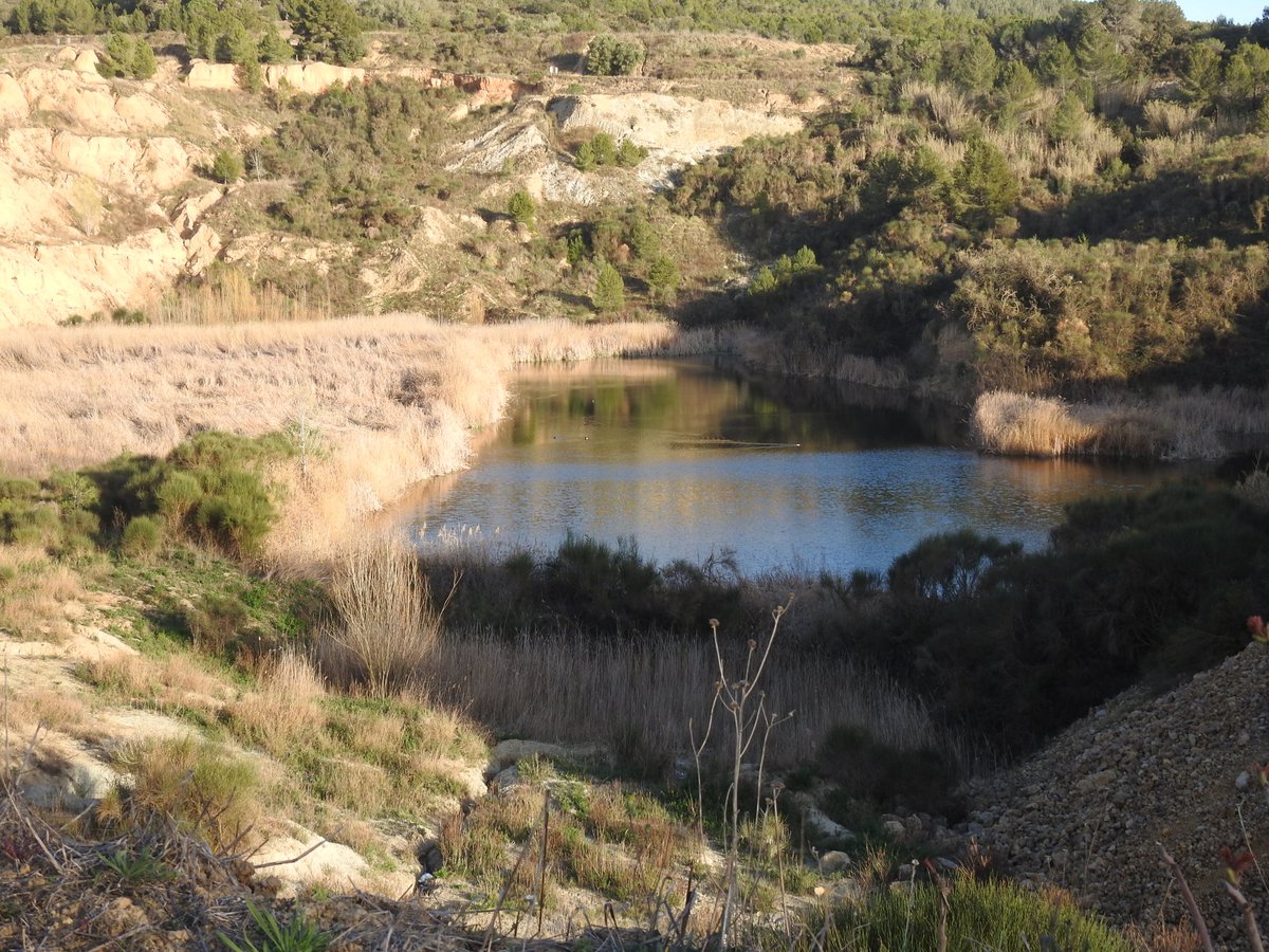 El Pèlag de la Saulonera és una zona humida que es va originar en una mina d'argila abandonada i és avui una de les zones humides més interessants del Penedès, però pateix greus amenaces per la manca de cap figura de protecció. Seguiu-nos per conèixer-lo millor!!