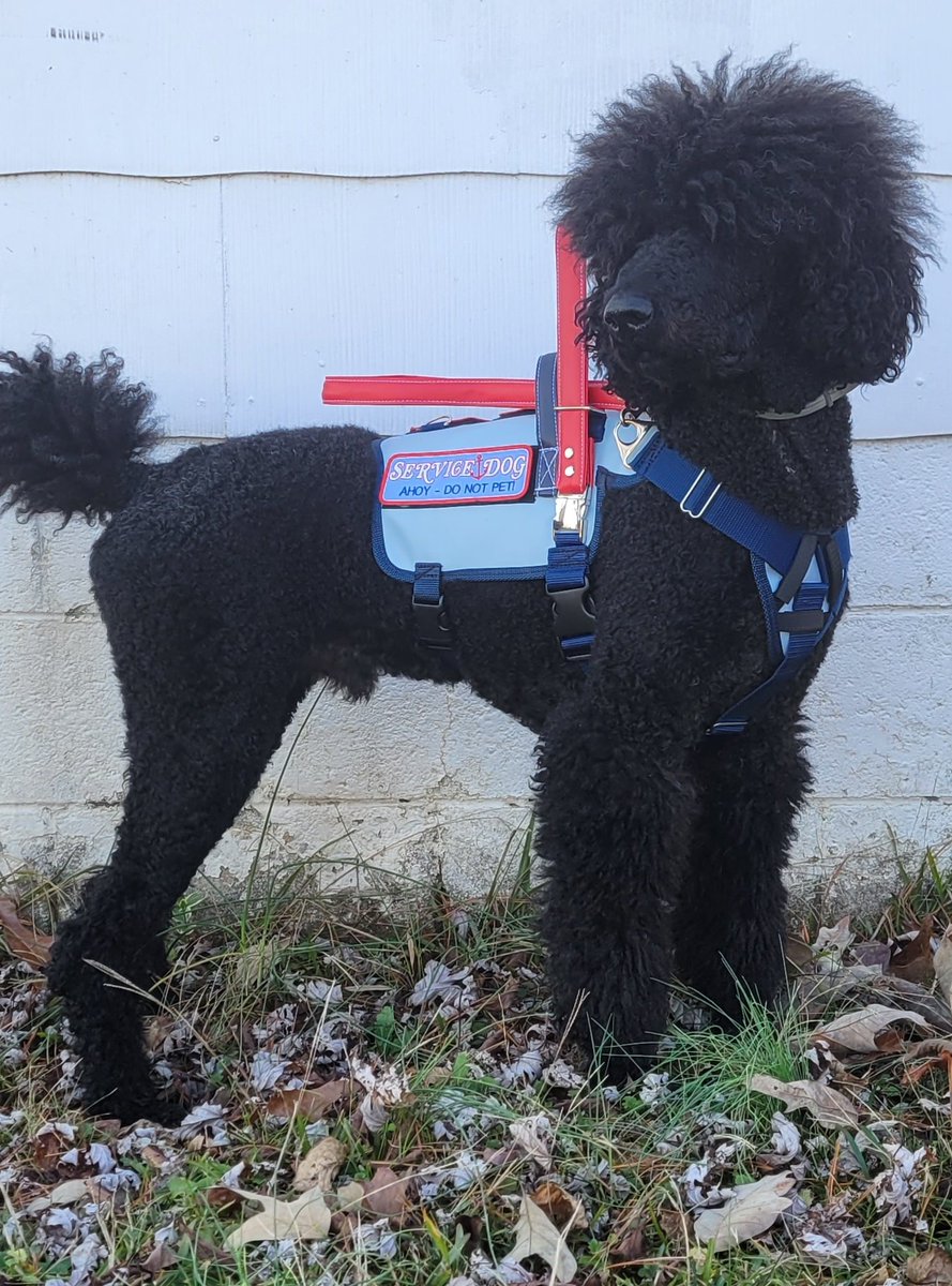 matterofthyme's tweet photo. @aimseytwo #aimseylook this is Shiro, my multipurpose service dog. He's a Standard poodle and has many looks.  He's almost 5 and his favorite snack is paper towels (nothing medically wrong there He's just.....funky) he also smells like plums because of his fancy shampoo https://t.co/47ujnxBuWA