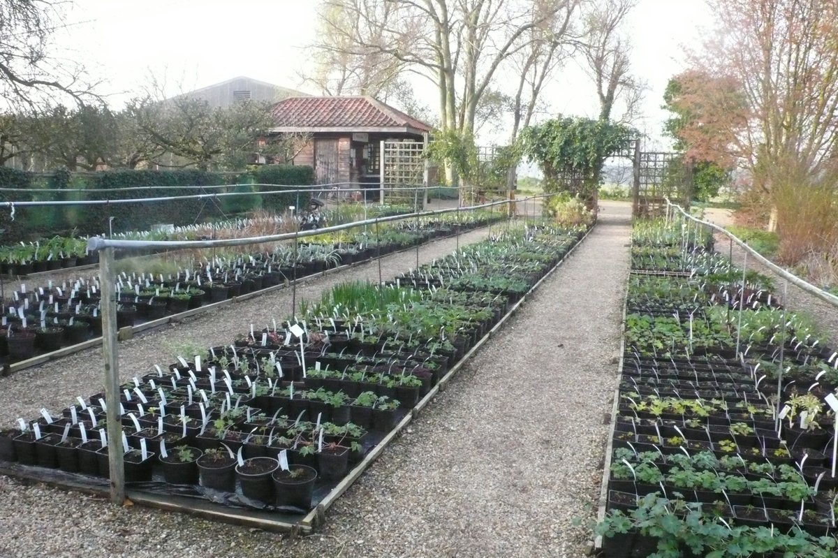 SLGardens's tweet image. The nursery is fully stocked and ready to welcome everyone on Saturday, huge range of herbaceous perennials, including several ones we have not listed before
#HerbaceousPlants #PlantNursery #SpringPlants #OpenGarden #OrganicGarden #HeartofYorkshire #VisitYork