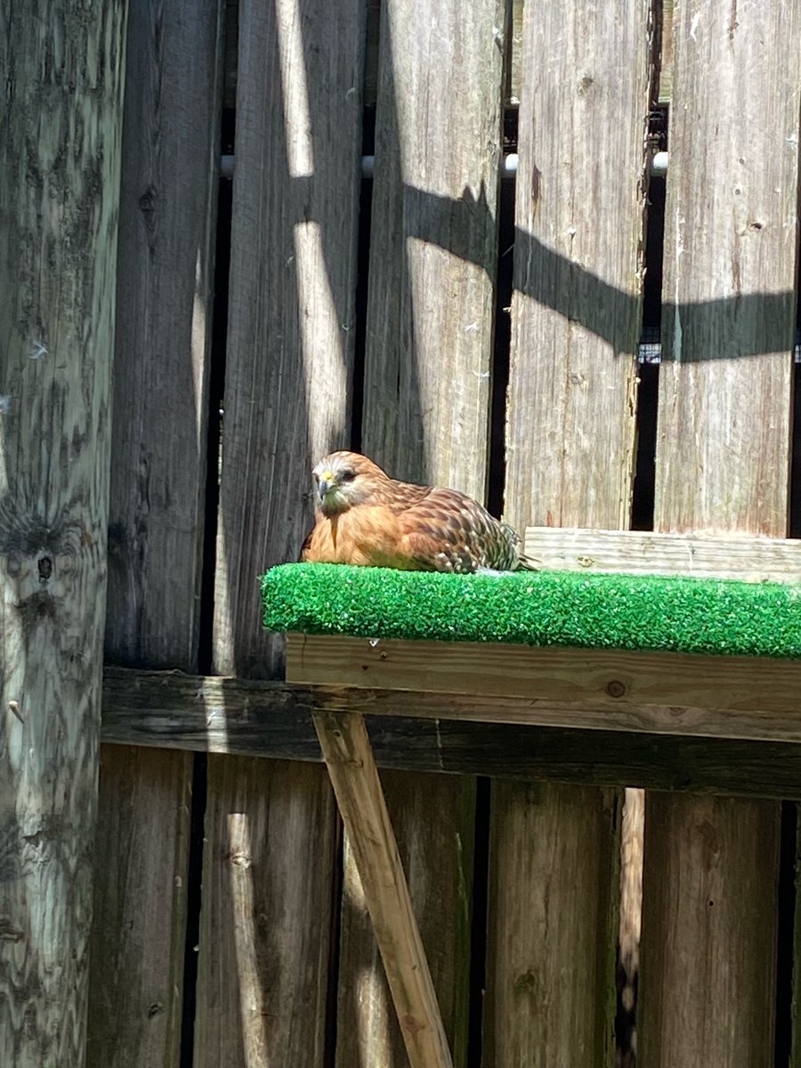 Afternoon Siesta ☀️

📸resident Red-Shouldered Hawk, by Rin Orr

#saveourseabirds #sos #rescue #rehabilitate #release #birdwalk #residentbirds #raptor #birdsofprey #redshoulderedhawk