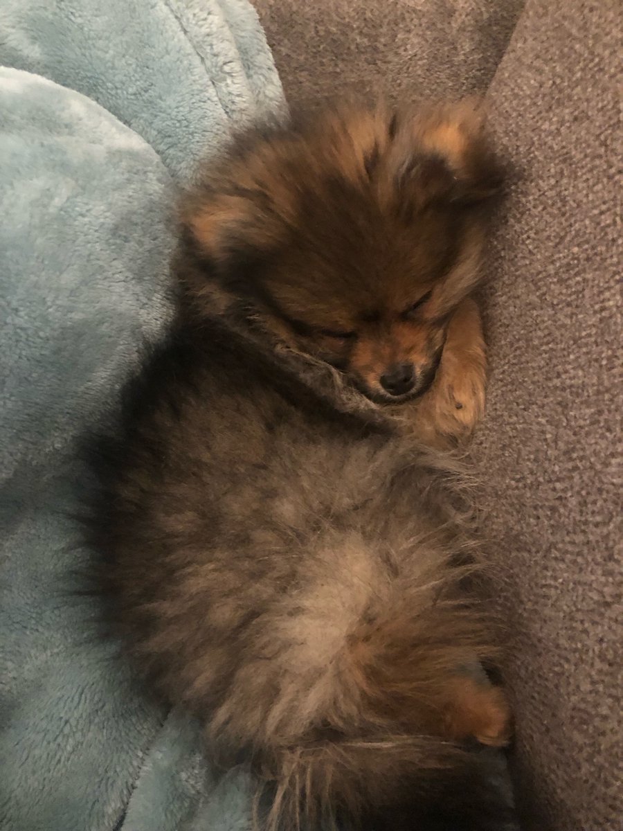 HkmIsawesome's tweet photo. #aimseylook His name is Wookie and he is perfect https://t.co/CzgWV0iKRZ
