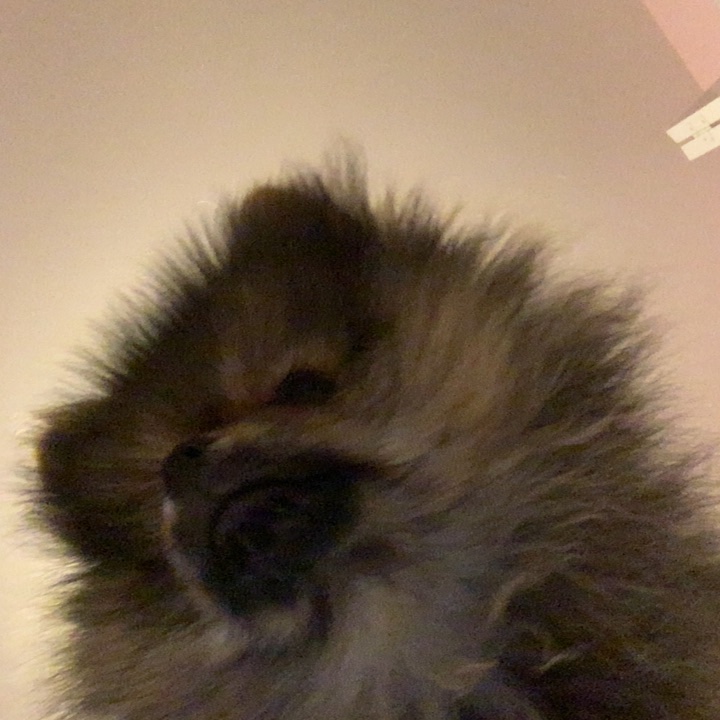 HkmIsawesome's tweet photo. #aimseylook His name is Wookie and he is perfect https://t.co/CzgWV0iKRZ