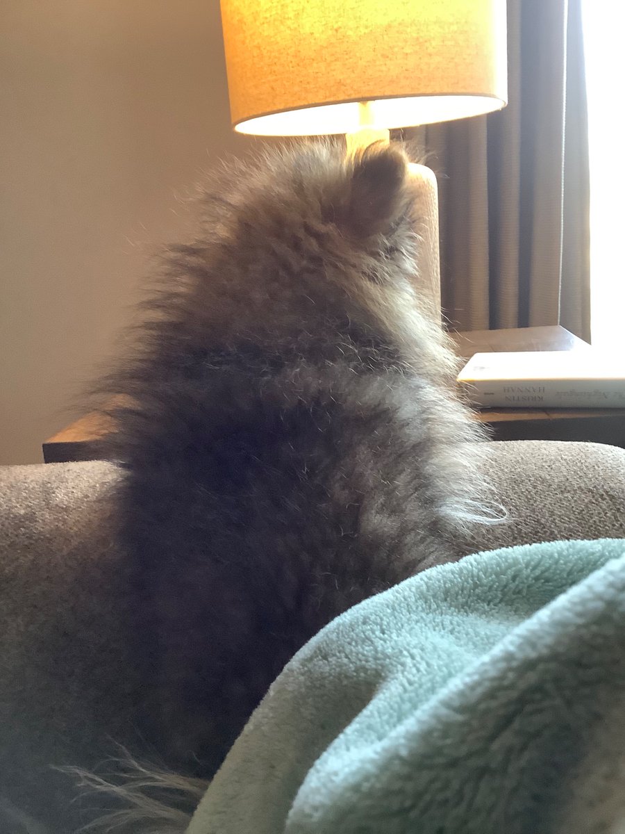 HkmIsawesome's tweet photo. #aimseylook His name is Wookie and he is perfect https://t.co/CzgWV0iKRZ