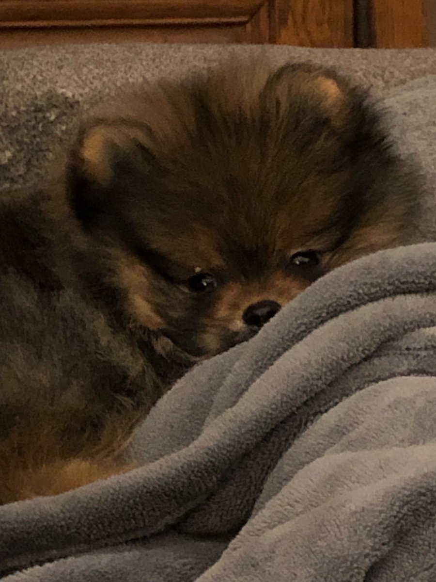 HkmIsawesome's tweet photo. #aimseylook His name is Wookie and he is perfect https://t.co/CzgWV0iKRZ
