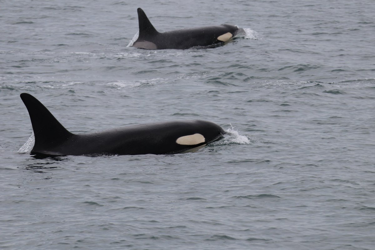 These #Orcas made their presence known upon their arrival into #MontereyBay a few weeks ago
#seagoddess #SeaGoddessWhaleWatch #seagoddesswhalewatching #Whalewatch #whalewatching #whalewatchingtours #TeamSeaGoddess #NorthernCalifornia #whale #California #orca #whales #mosslanding