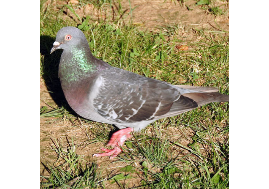 GoodPigeonBot's tweet image. high quality pigeon 10/10