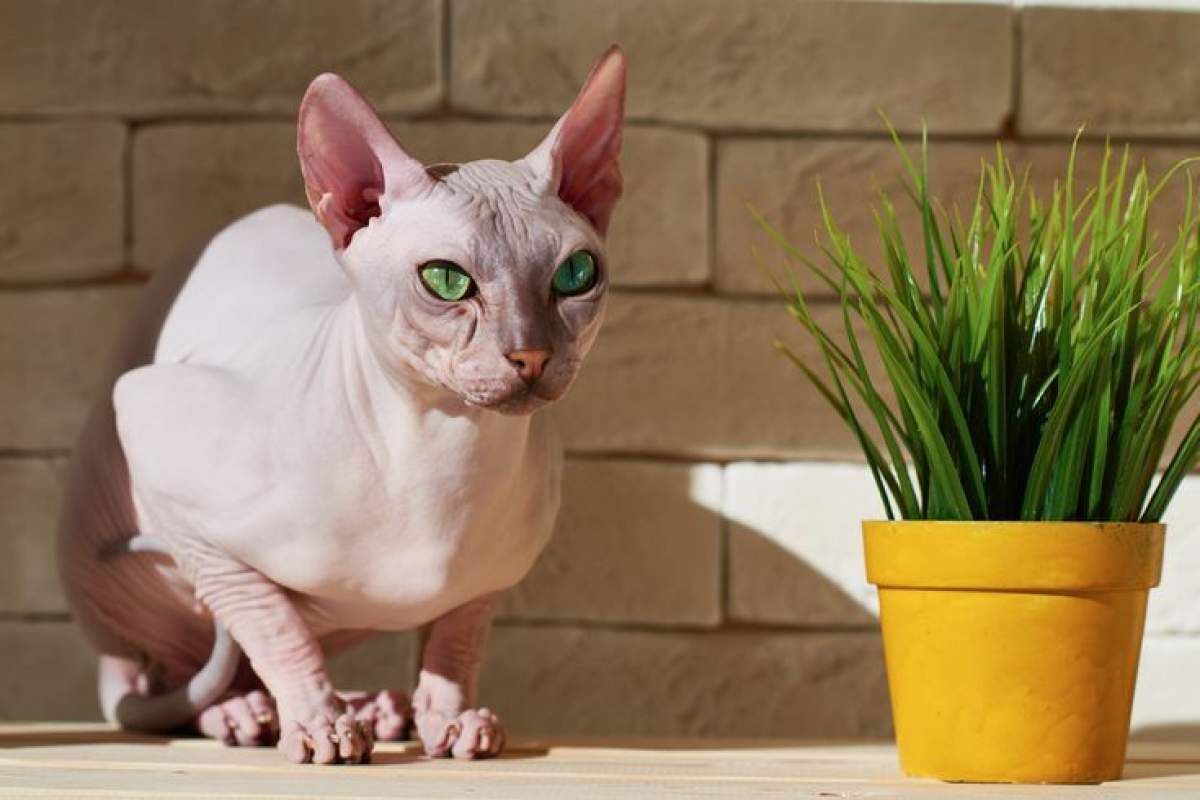 Thinking of adding a new furry friend to your family? Explore in our blog post on hairless cat breeds! From Sphynx to Donskoy, learn about these unique and affectionate felines. 

Explore: bit.ly/42R0htL

#hairlesscats #catlovers #hypoallergenic #petrescueblog #Cat