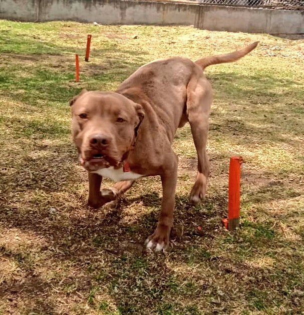 Lucho 🧡😍 Un poderoso Toby, lo que tiene de fuerte lo tiene de noble 🧡 es el más tierno del mundo, pero claro, eso no le quita lo guapo. - BANCOMER Cuenta: 0117412991 Clabe: 012180001174129915 Tarjeta: 4555113008742068 - Paypal paypal.com/paypalme/funda…