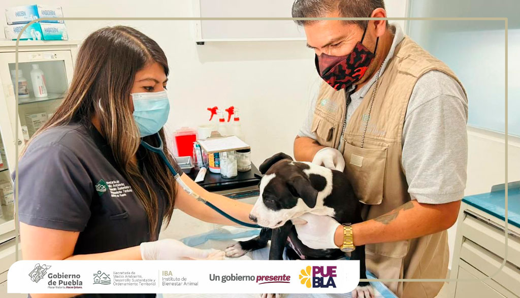 En el #IBAPue no toleramos ningún acto de crueldad. Se llevó a cabo aseguramiento de un perro que sufrió agresiones en su domicilio. Estará resguardado y evaluado para recibir rehabilitación física y conductual.
Invitamos a la población a sumarse a realizar #DenunciaResponsable.