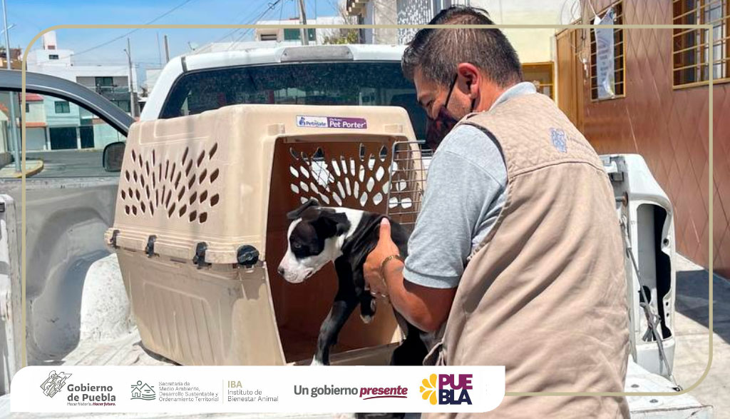 DIBAGobPue's tweet photo. En el #IBAPue no toleramos ningún acto de crueldad. Se llevó a cabo aseguramiento de un perro que sufrió agresiones en su domicilio. Estará resguardado y evaluado para recibir rehabilitación física y conductual.
Invitamos a la población a sumarse a realizar #DenunciaResponsable. https://t.co/FSAEVb8SkR