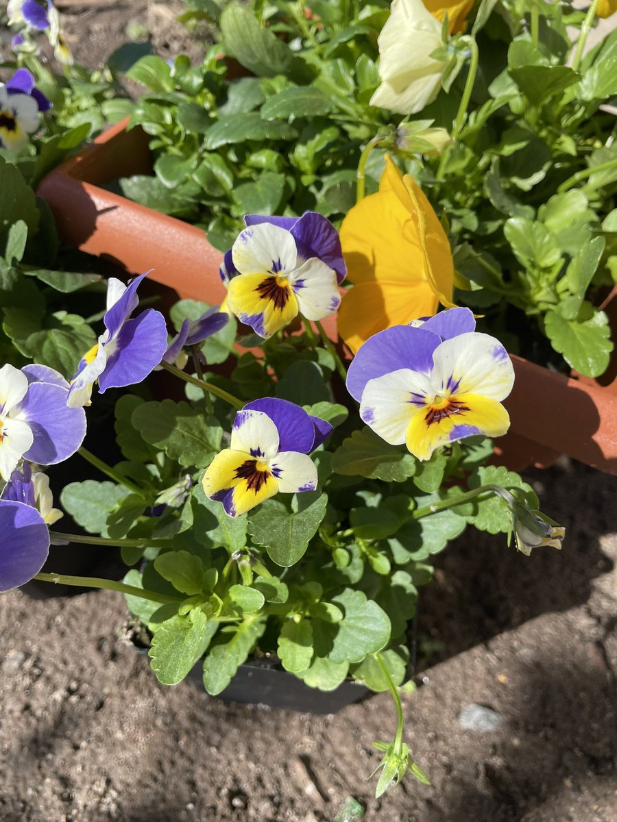 PamLarmore's tweet photo. They jumped right into my cart! #maryland #pansies https://t.co/3XOXoqgI0d