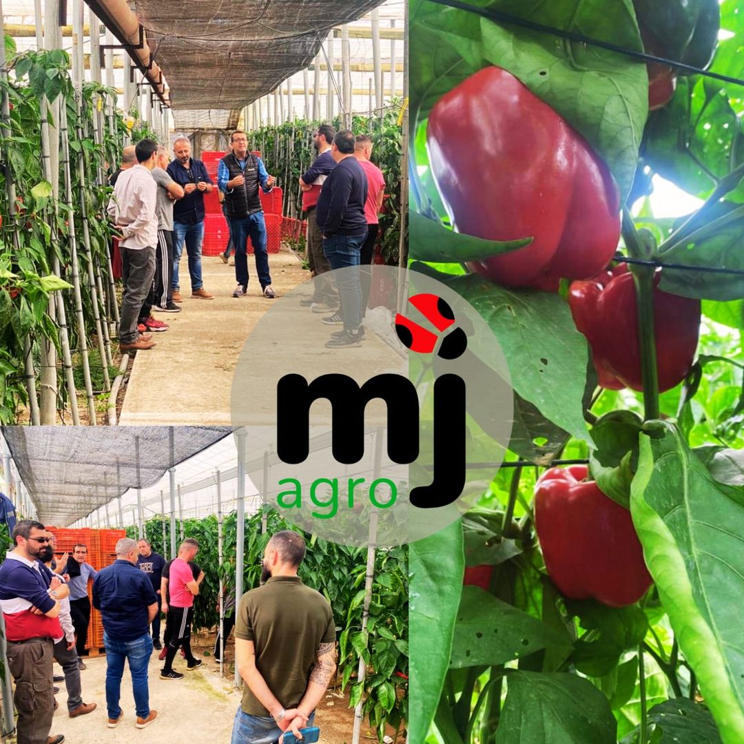 Poli_ElEjido's tweet photo. Patrocinador Oficial del Pvo El Ejido
💙MJ AGROASESORES💙
Hace unos días tuvimos una jornada de #formación y planificación en una de nuestras fincas #ecologicas🌱 sobre el #pimientobio🫑
En #MJagro🐞 siempre estamos #aprendiendo para #avanzar con nuevas ideas y herramientas https://t.co/nHdhq7qr3x