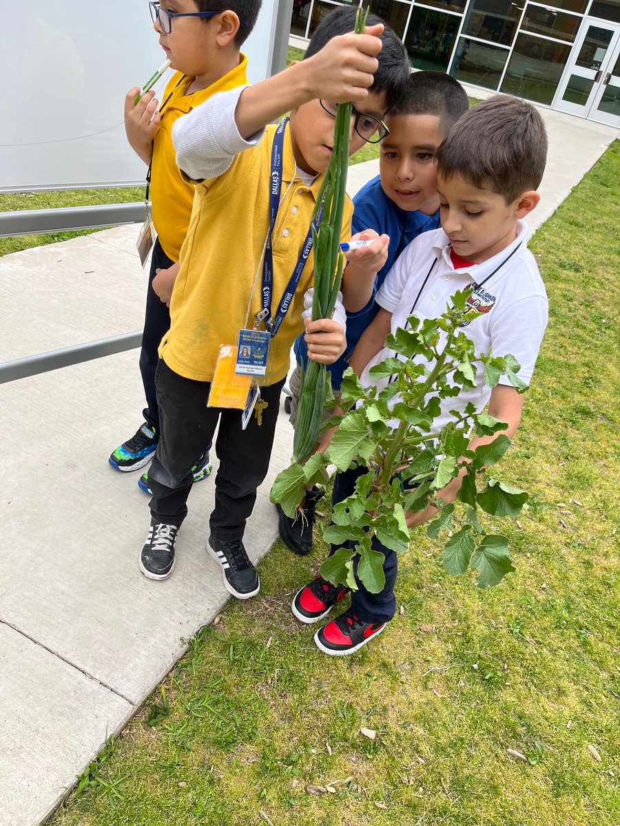 GHuertas4's tweet photo. Learning outdoors how to compare and contrast vegetables from our garden. Real life experiences! https://t.co/tEpDAHkBZX