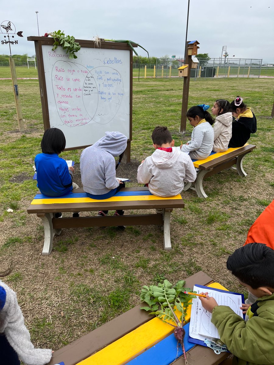 GHuertas4's tweet photo. Learning outdoors how to compare and contrast vegetables from our garden. Real life experiences! https://t.co/tEpDAHkBZX