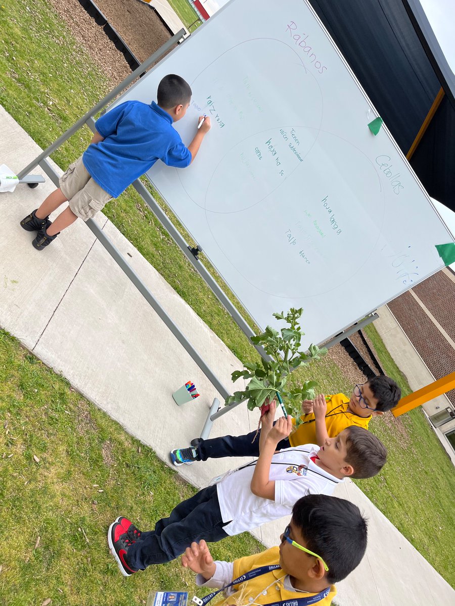 GHuertas4's tweet photo. Learning outdoors how to compare and contrast vegetables from our garden. Real life experiences! https://t.co/tEpDAHkBZX