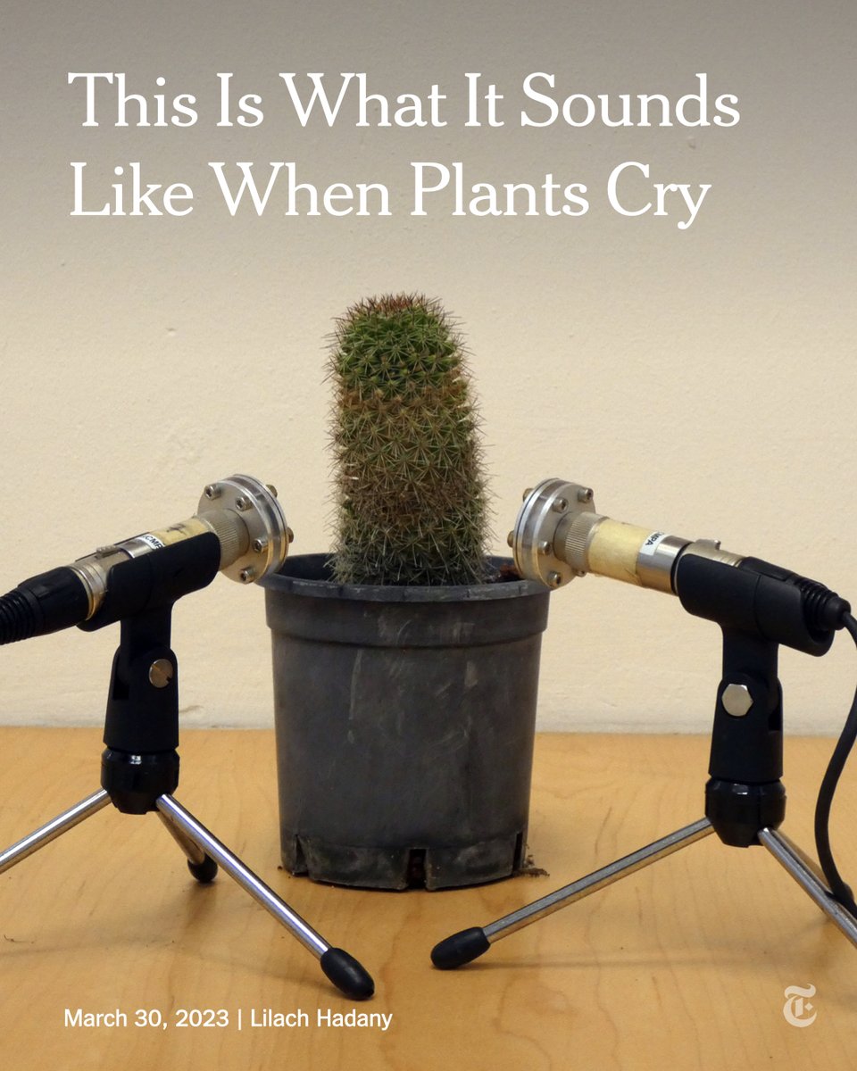 Lars🌻🇳🇴 on Twitter "RT nytimes Some plants make popping noises when