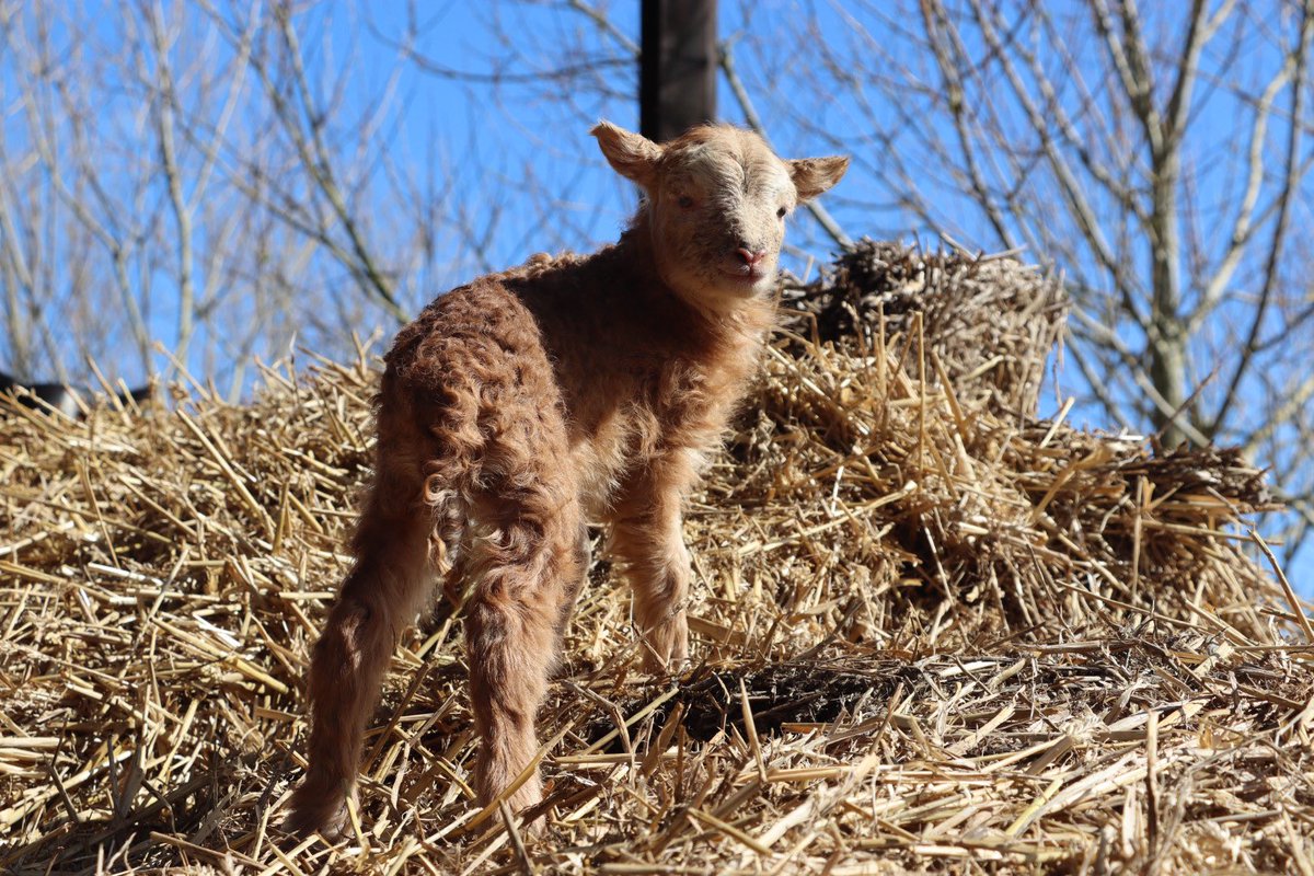 Farmily_buckets's tweet photo. It might still be rainy at the farm, but with the spells of sunshine and lots of babies to care for, we’re sure the weather will catch up soon.
#caenhillcc #spring #springontheway #lamb #springlamb #farmlife https://t.co/lZ92n2bhQA