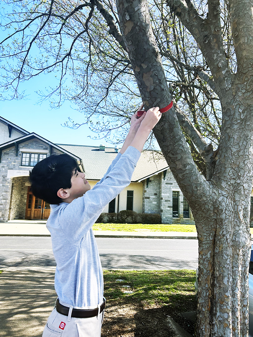 Today, Currey Ingram, middle school students tied red bows in the trees surrounding our parking lot. This served as a moment of remembrance and a symbol of support for The Covenant School.