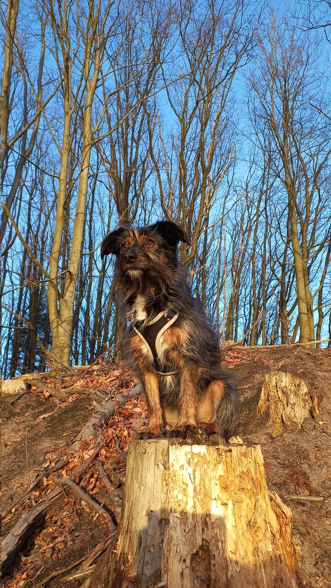 Uw toezichthouder voor het Goois Natuurreservaat is weer in functie. <a href="/mooigooi/">mooigooi</a>