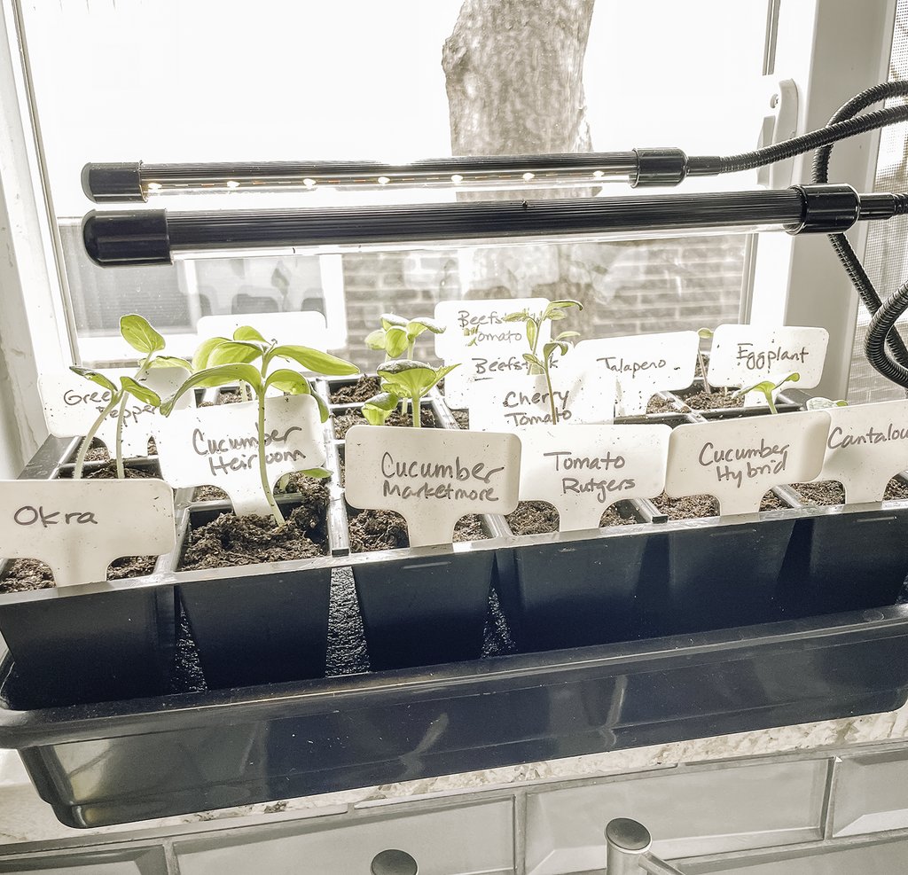 BeneathMaple's tweet photo. It's been a couple weeks since planting my indoor seeds and I have many good seedlings starting to grow! This seed starting kit worked great for me this year.#growyourownfood  #indoorplants #growyourown #growingindoors #veggiegardening #gardenlife #garden blog https://t.co/BJwURR1GcH
