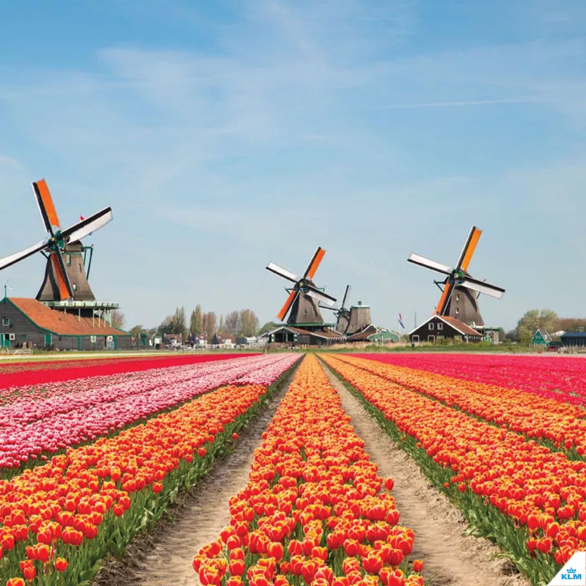 KLM Argentina tweet media