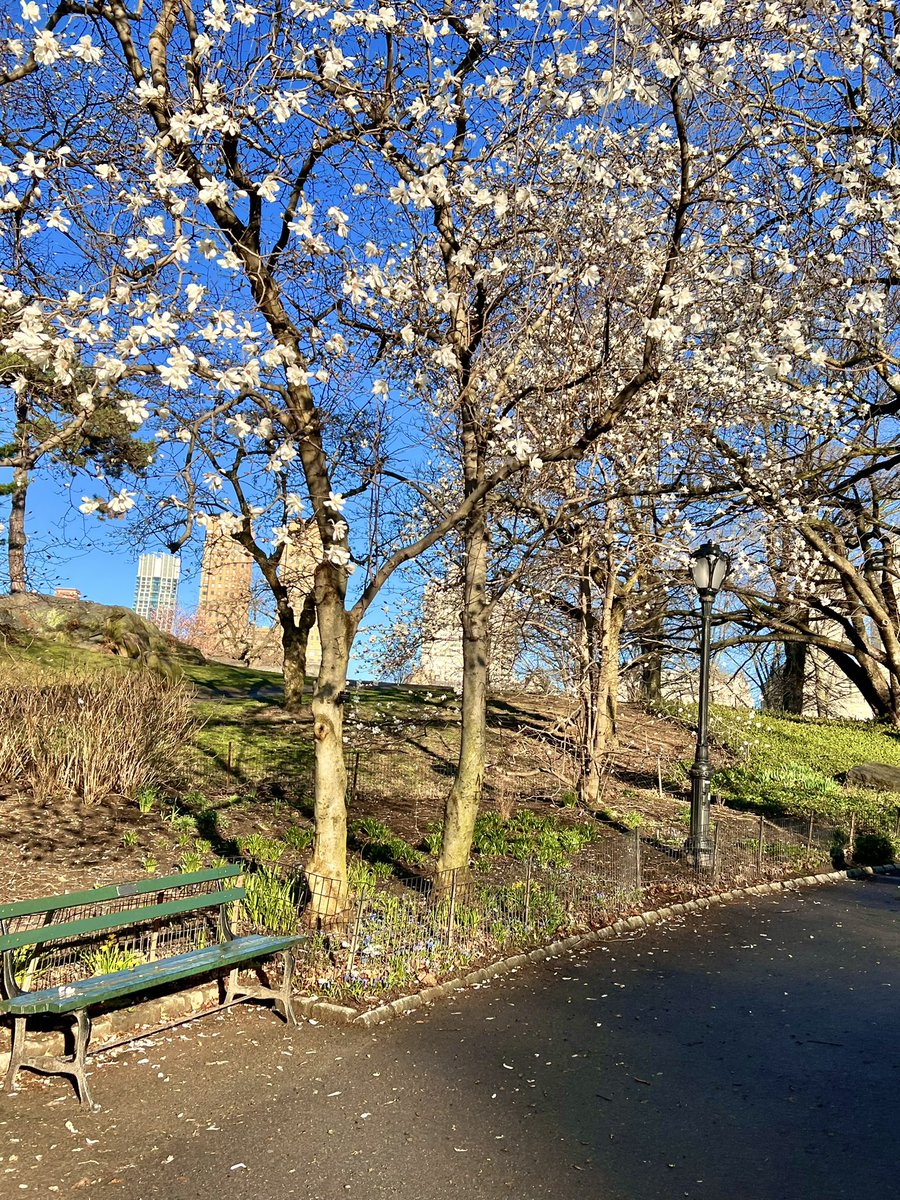 editkephoto's tweet photo. Back to the Park. Central Park.
Today is #NationalTakeAWalkInTheParkDay
Appreciate the sun after a long dark winter. Take a walk #ThankMeLatter https://t.co/kIS6i0A8LQ