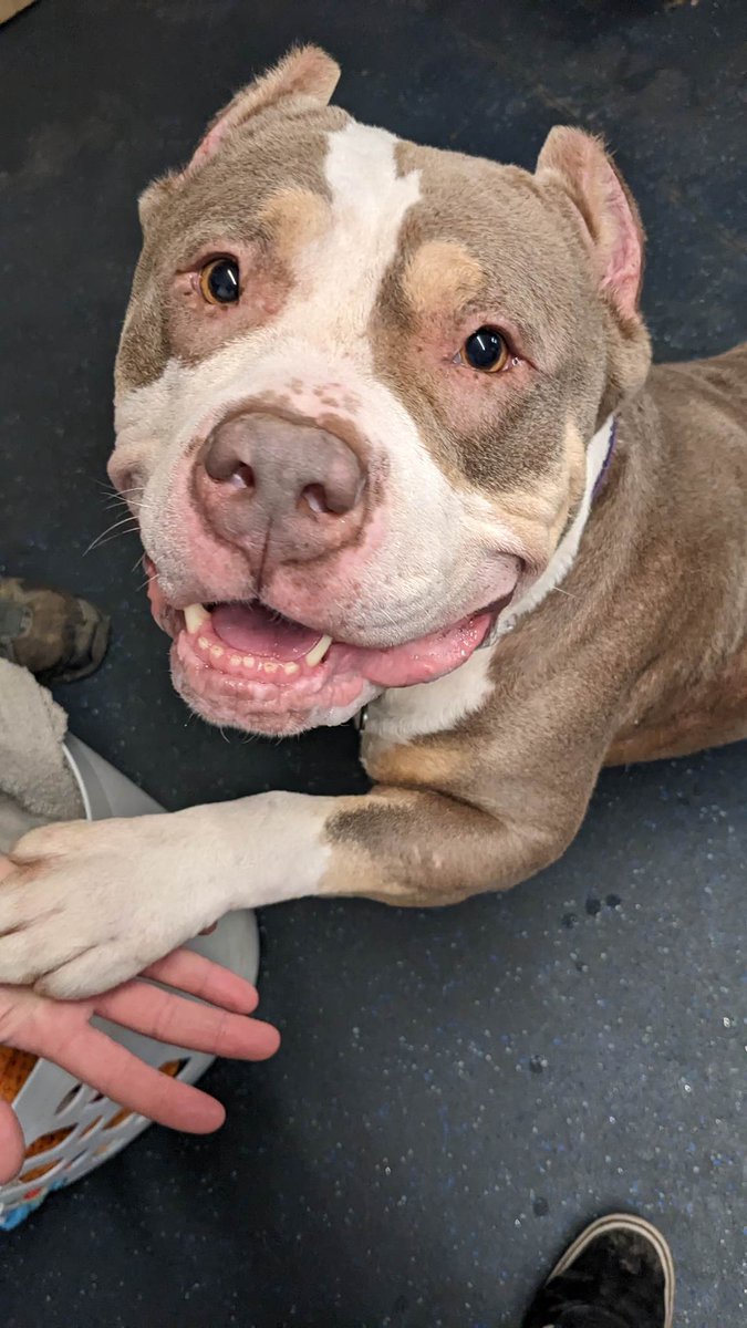 Epsom Canine Rescue 🐶 tweet media