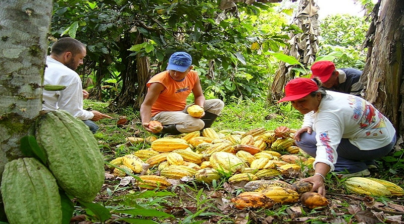 PLVenezuela's tweet photo. #Venezuela, promueve visitas a haciendas d #Cacaco en #SemanaSanta2023. Recorrer plantaciones, degustar tabletas d chocolate y bombones elaborados ✖️los productores, será 1⃣ opción pra estar en contacto con la naturaleza y productos venezolanos. 🇻🇪❤️👏 #VenezuelaNoSeRinde https://t.co/5HfiRjvhPK
