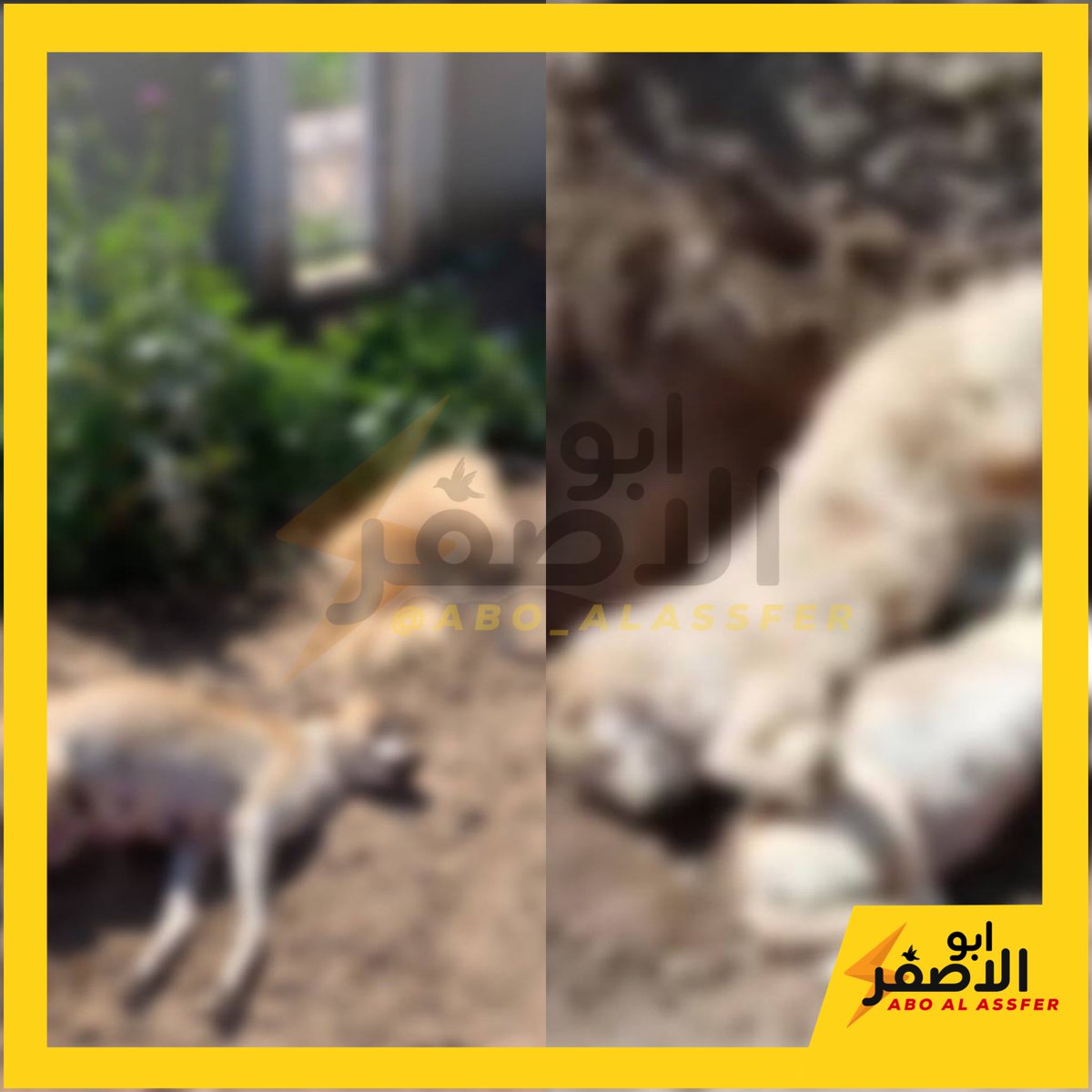 هذني كلاب كلية الطب البيطري بجامعة بغداد هيج مقتولات گبال الكلية 
والادارة تگول هاي مو احنه هذوله منتسبين من الداخلية كتلوهم 

تفضل يعني تفضل