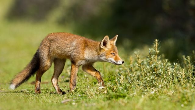 Jaime_la_Chasse's tweet photo. une épidémie méconnue qui gagne du terrain

L'échinococcose alvéolaire, maladie parasitaire redoutable causée par un ver plat du genre Echinococcus, est en train de devenir un véritable fléau pour la santé publique. #actualité #renard #zoonose

https://t.co/8ek2STaSIH https://t.co/8I2yghbVDI