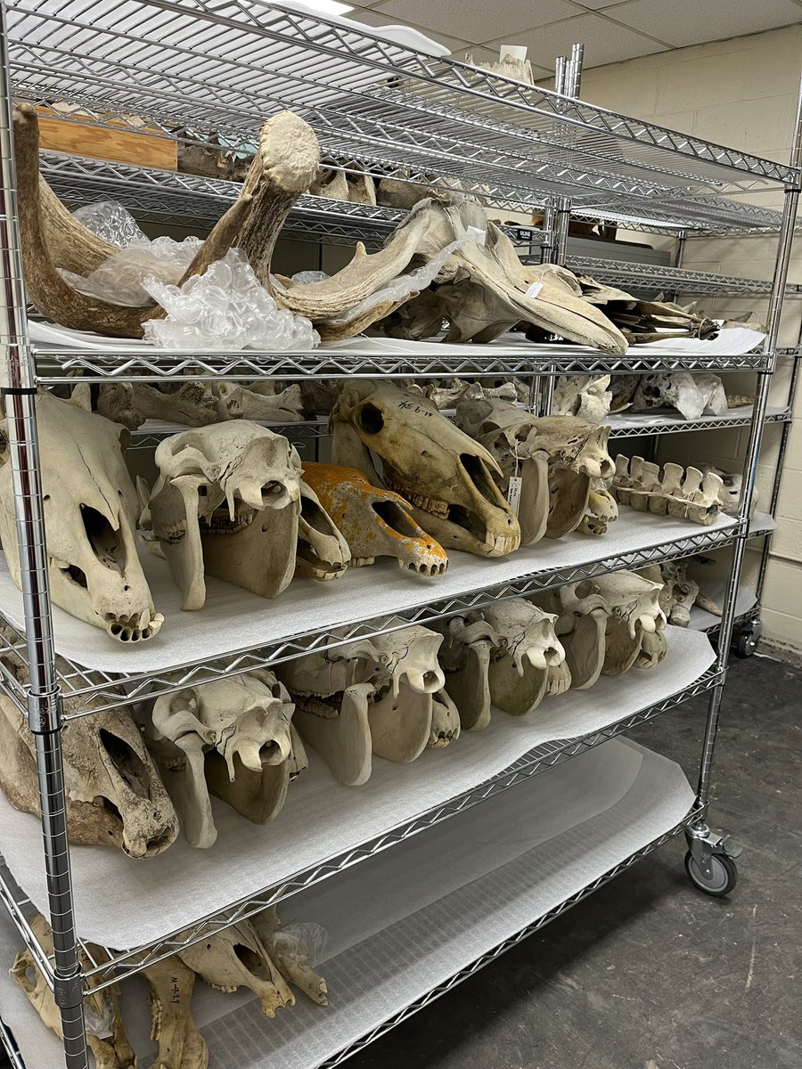 Todays view in the NSM Zoology collection. Our Sable Island horse and Maritimes walrus specimens are getting organized with new shelving. #naturalhistory #museums #sableisland