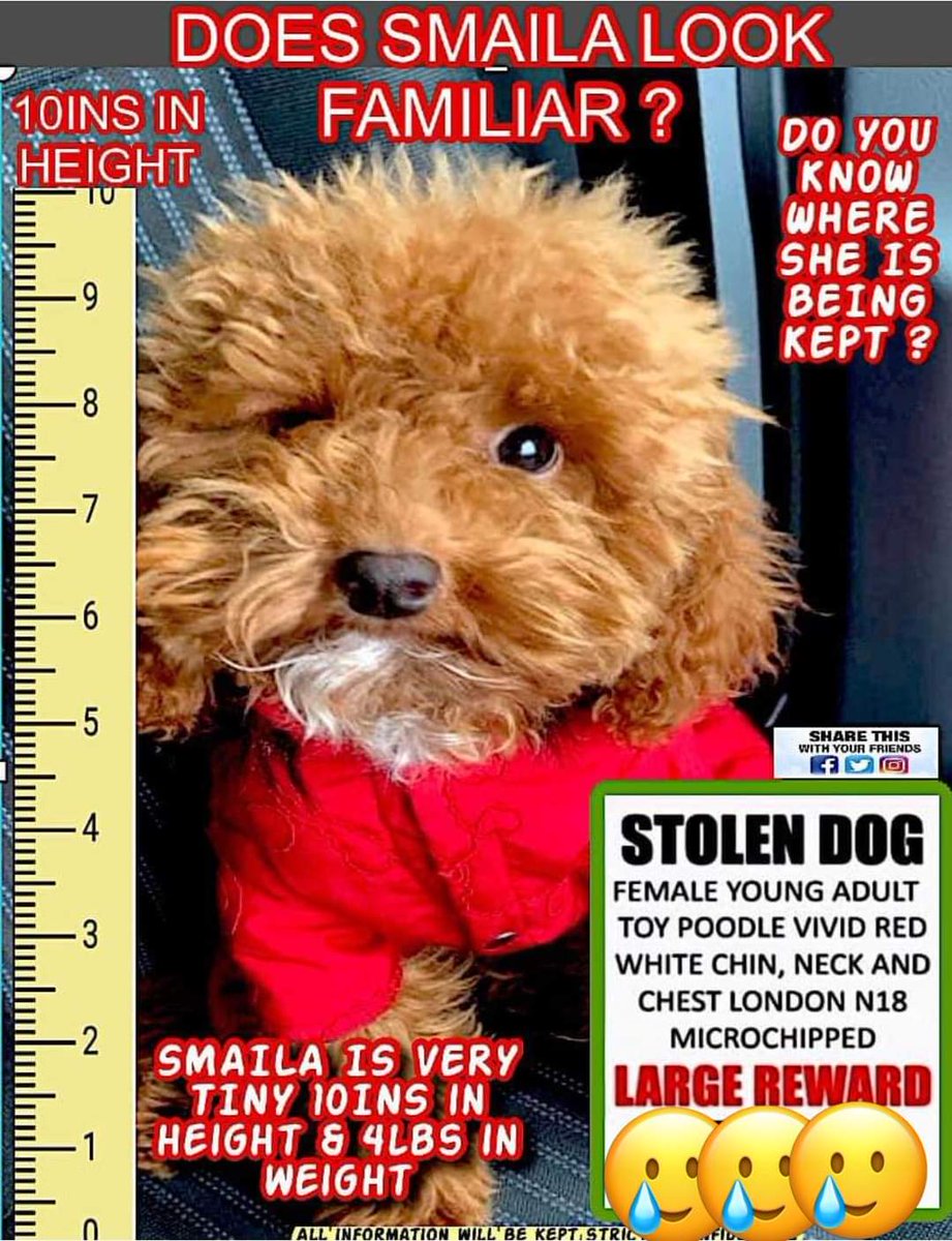 A little DOG was SOLD on a WEBSITE on MONDAY night that looked very similar to SMAILA. 

Was it a coincidence that Smaila's chip was scanned that same night? 

Little dog sold, and SOMEONE CHECKED SMAILA’s CHIP

Did you scan a newly rehomed dog on Monday evening? #stolenSmaila