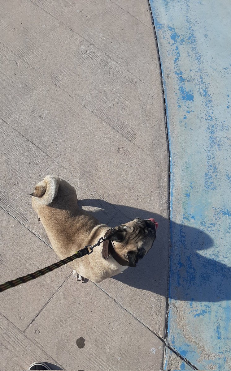 lessarace's tweet image. solo necesito esas cuatro patitas siempre 🖤