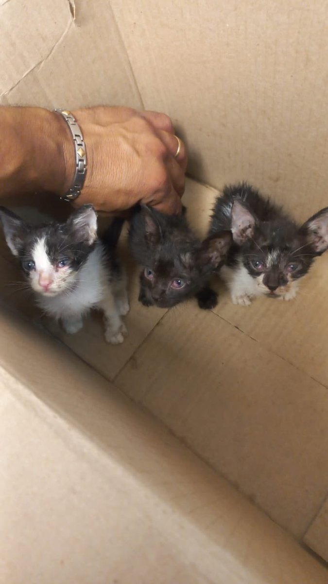 hogardegatos's tweet photo. Los tiraron adentro del volquete🤬

estaba por pasar el camión, hubiesen muerto, la gente es despiadada, cruel. No tiene límites, por maldad quizá, quería verlos morir. Pero están vivos pedazo de 💩.,

Toda ayuda es bienvenida 🙏

Tenemos una deuda terrible
Alias hogardegatos https://t.co/s3q7rYRmFO