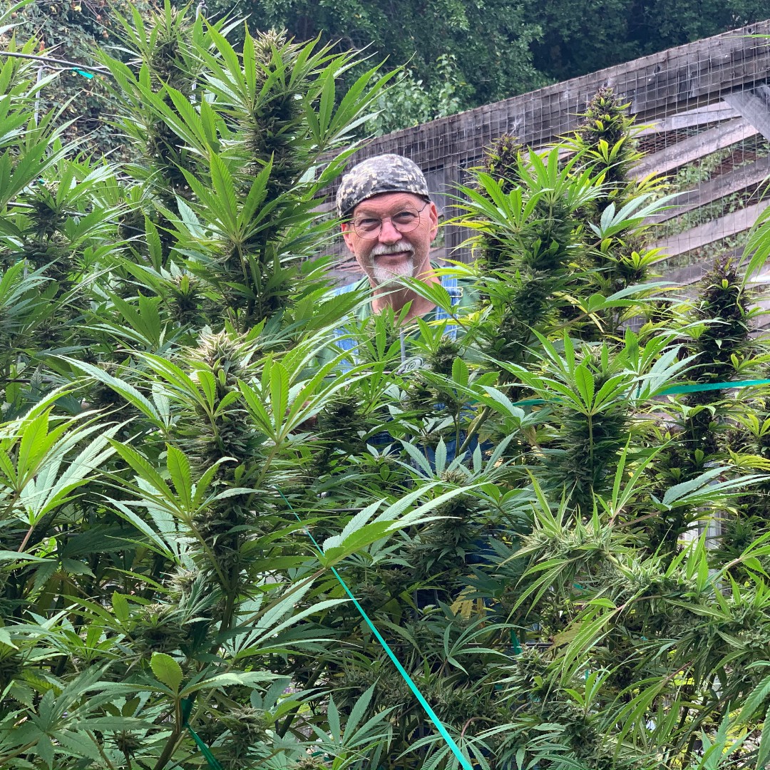 Oaksterdam's tweet image. Join Host OU Faculty @jeffj420 and Subject Matter Expert OU Faculty Jeffery Hickey for OU’s weekly #Horticulture Lab via @Zoom for Alum &amp;amp; current students. This Friday from 10-11 AM PT. 

#OUAlumni and current students, please check your email for the link to join the lab.