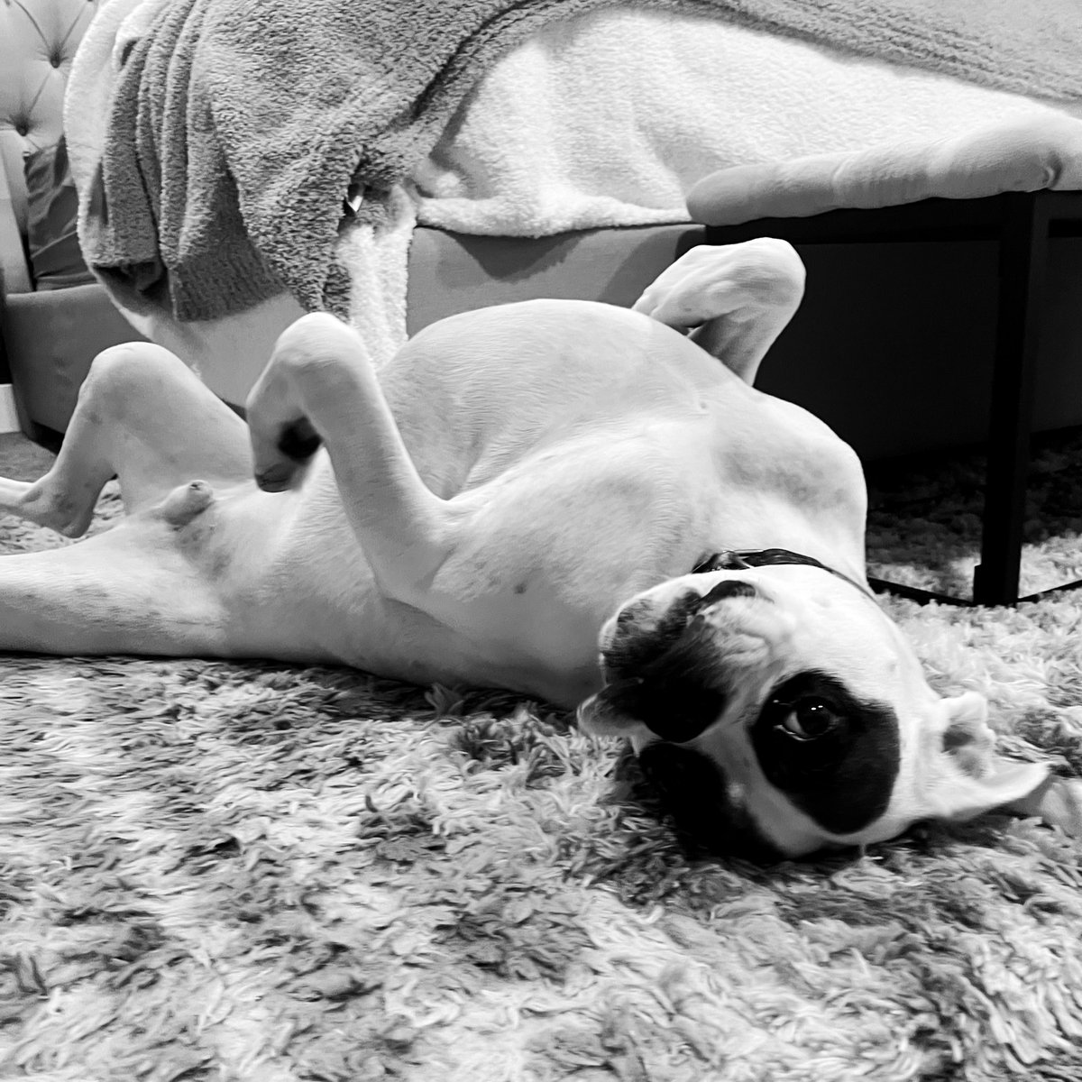 Mooooood. #tmobilepets