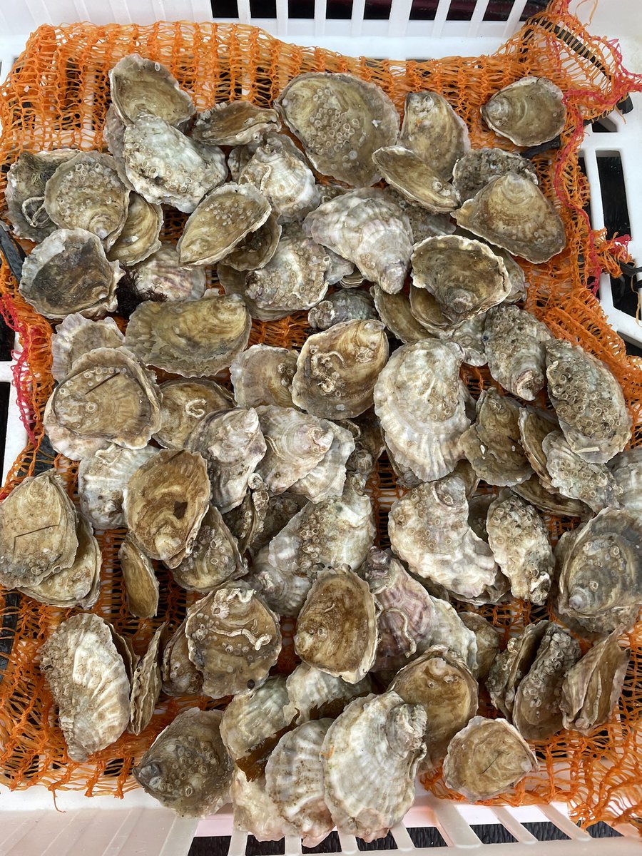 MaorachBeag's tweet photo. Some recent #nativeoyster samples that we sent to be disease screened. Their brothers and sisters shall shortly be making their way to the Firth of Forth as part of the #restorationforth project. #oysters #scottishshellfish #environmentalrestoration https://t.co/Zub3x97HJd
