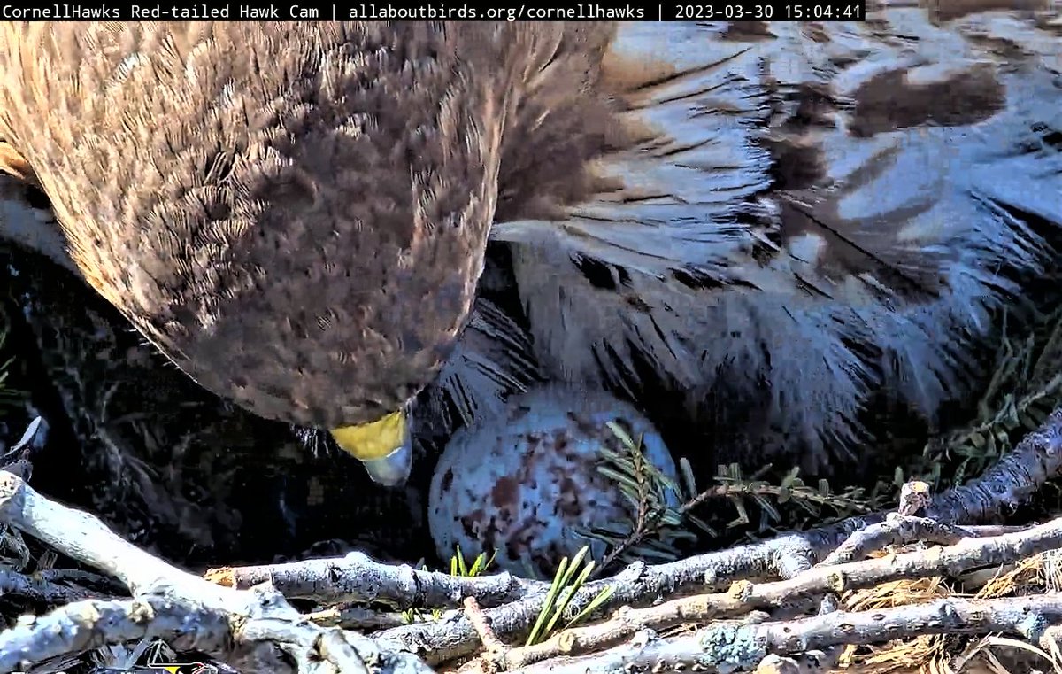 3/30   Afternoon Report

Welcome Egg 1!!

BR taking a brief nap after delivery of Egg 1 at 13:22:33 Offcial Time.

Several views of Egg 1 at Verified Time of 15:04!

Well worth the long wait for Gorgeous Egg 1!