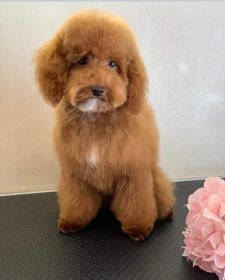 #findSmaila #stolenSmaila
#microchipped/tattooed YOUNG ADULT FEMALE Red TOY #POODLE 
#Lost: 30/03/2022
#Stolen from owners van - #EleyRoad  #Edmonton #HollandBazzaar #London #N18 - thieves were in an A class silver #Mercedes #southeast 
doglost.co.uk/dog-blog.php?d…