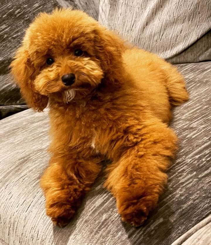 AlanDaffern's tweet photo. #findSmaila #stolenSmaila
#microchipped/tattooed YOUNG ADULT FEMALE Red TOY #POODLE
#Lost: 30/03/2022
#Stolen from owners van - #EleyRoad #Edmonton #HollandBazzaar #London #N18 - thieves were in an A class silver #Mercedes #southeast
https://t.co/GPdcuFaFy2 https://t.co/b3ofVKSIXn