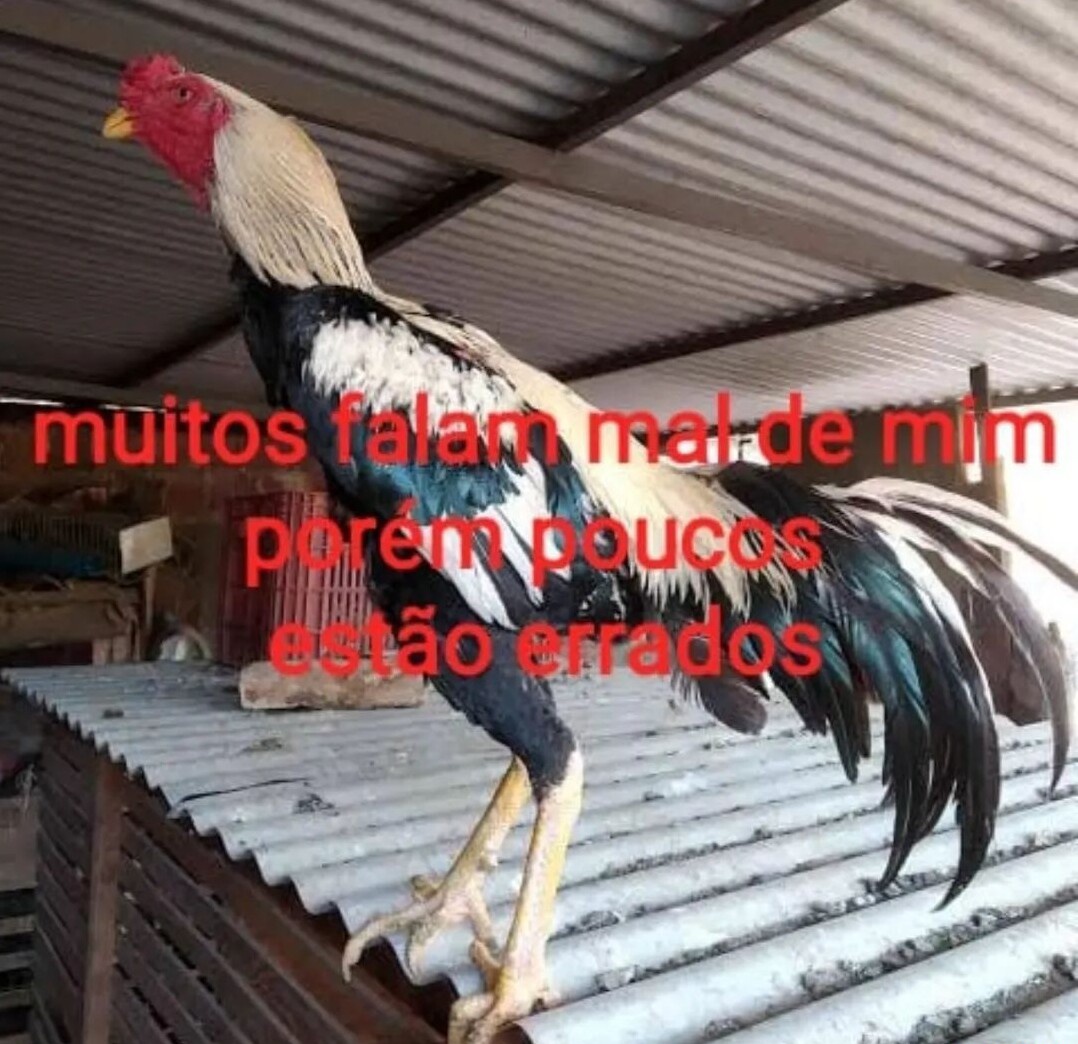 luaempeixestaro's tweet photo. toda vez que eu digo que a galera libriana, geminiana e aquariana não tem coração e sentimentos eles respondem exatamente assim: https://t.co/96GKaL7sHt