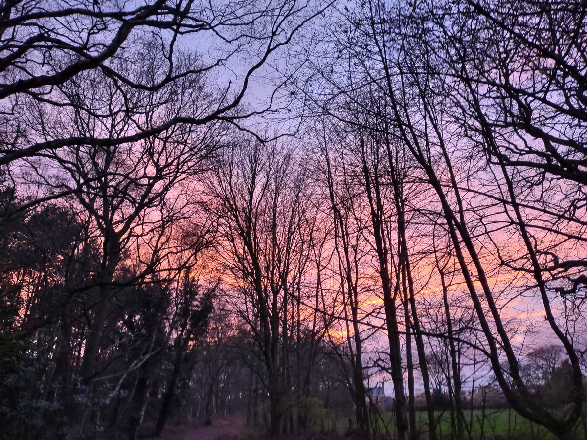 SaveUKTrees's tweet photo. Loving evening walks now the clocks have gone forward #treetunnel #secretgarden #treesunset #cheshire https://t.co/tSexwx48q5