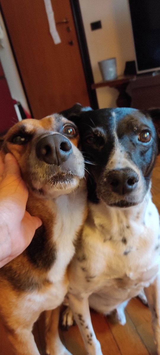 Jack & Timos - senior dogs tweet media